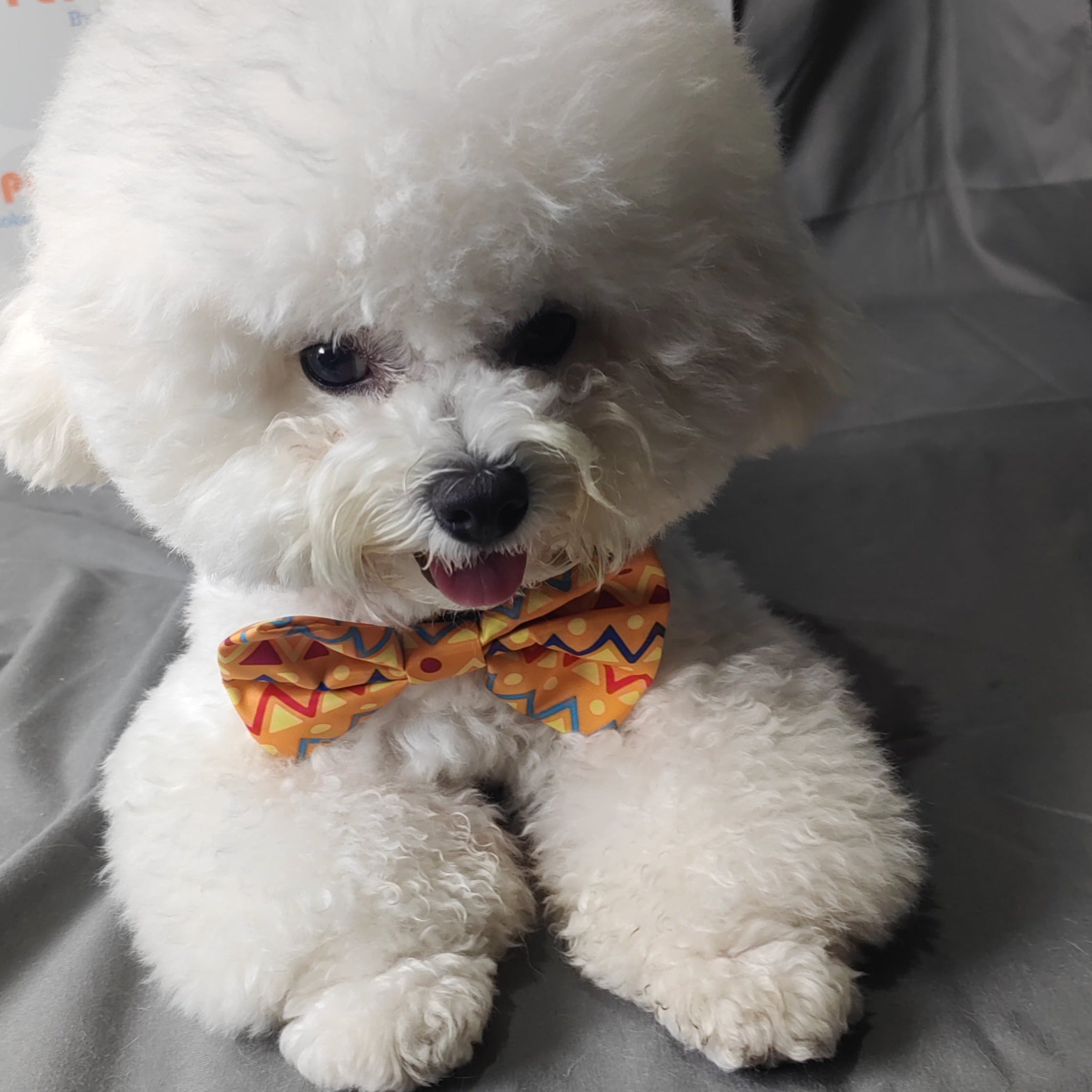 Removable Dog Bow-tie /Cat Bow-tie