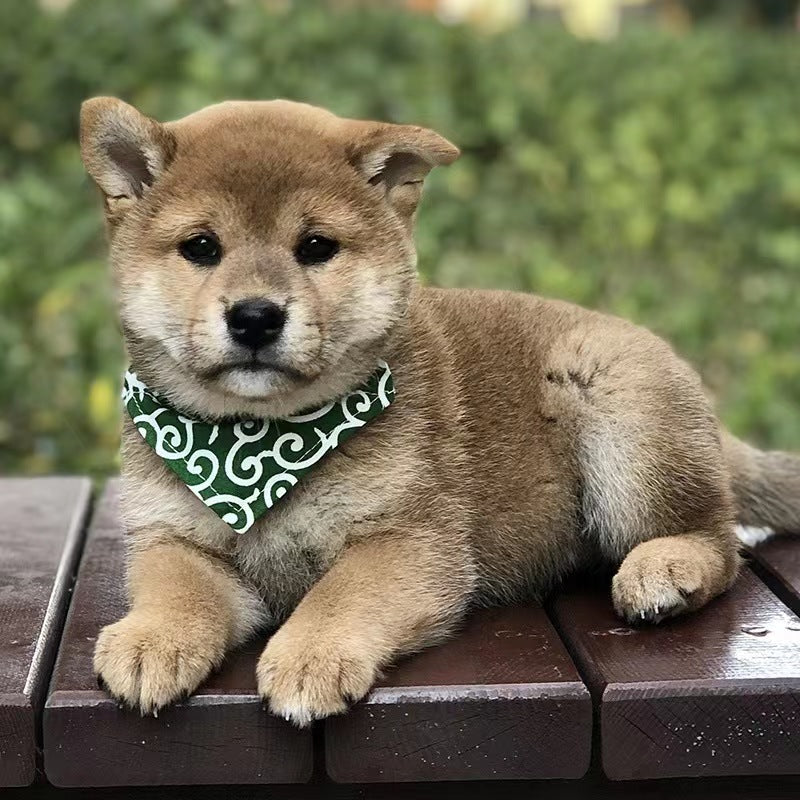 Japanese Togusa Style Dog Bandana Collar Scarf | for Dog, Puppy & Cat | Small, Medium & Large Adjustable Collars | Handkerchief Colors Include Red, Blue & Green